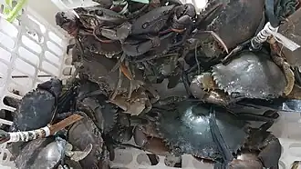 Scylla tranquebarica