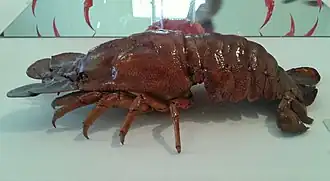 Scyllarides deceptor