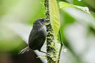 Chocótapaculo