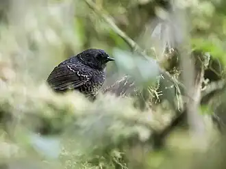 Juníntapaculo