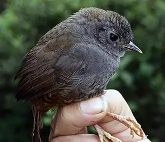 Matorraltapaculo