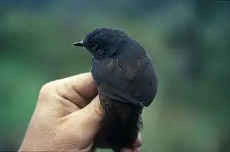 Zwarte tapaculo