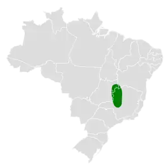 Brasiliatapaculo