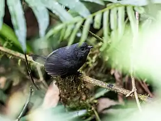 Zwartgrijze tapaculo