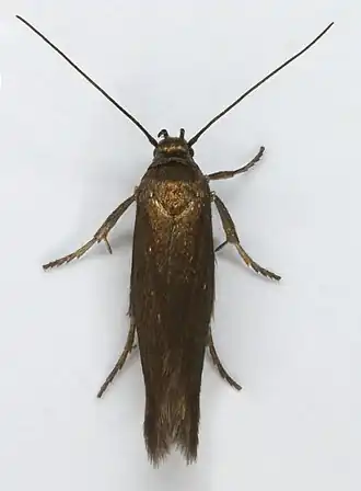 Scythris crassiuscula