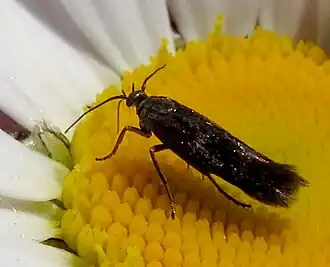 Scythris eboracensis