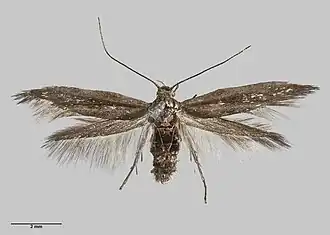 Scythris nigra