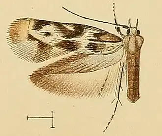 Scythris petrella