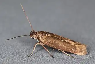 Goudspikkelige dikkopmot