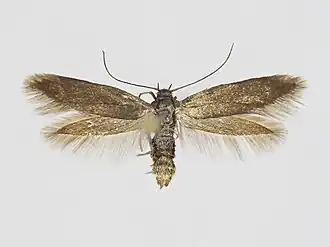 Scythris productella