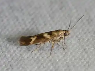 Scythris trivinctella