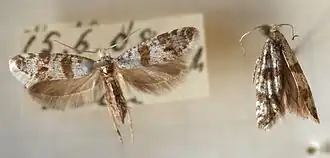 Scythropia crataegella