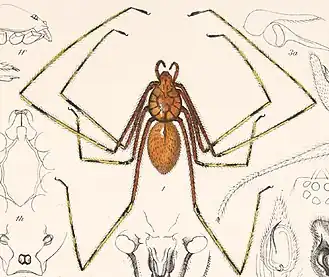 Scytodes longipes