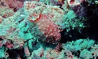 Goniobranchus reticulatus