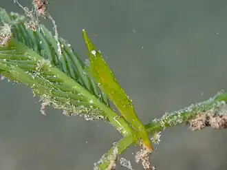 Latreutes mucronatus