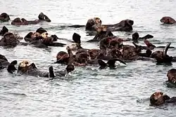 Zeeotters in Moss Landing