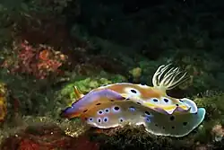 Veel rifbewonende zeenaaktslakken hebben een tentakelvormig kieuworgaan