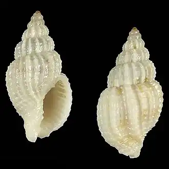 Antillophos opimus
