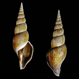 Calliotectum egregium