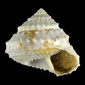 Calliotropis francocacii