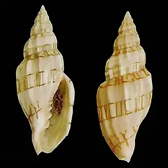 Lyria (Plicolyria) exorata