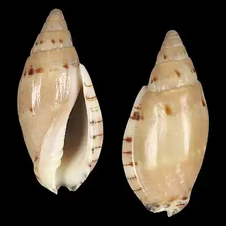 Lyria (Indolyria) pauljohnsoni