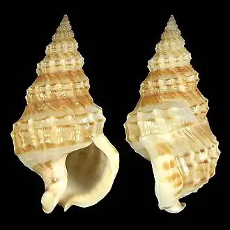 Nassaria thesaura