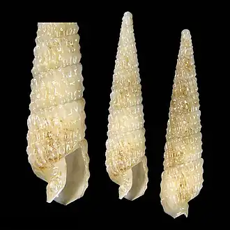 Pristiterebra frausseni