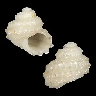 Vaceuchelus vangoethemi