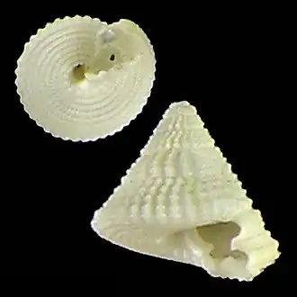 Visayaseguenzia cumingi