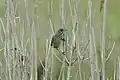 Ammodramus martimus martimus