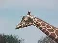 Giraffe