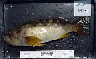 Sebastes serranoides