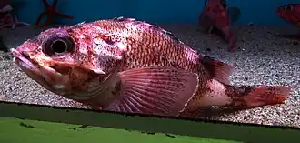 Sebastolobus macrochir