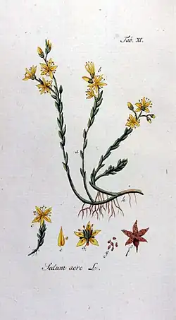 Muurpeper (Sedum acre)