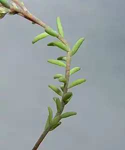 Bladeren op stengel met bloeiwijze