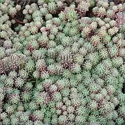 Sedum hispanicum var. minus