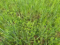 De associatie van grote ereprijs en witte krodde in een graanakker