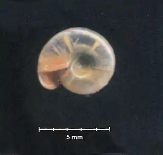 Glanzende schijfhoren