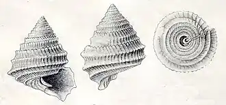 Seguenzia costulifera