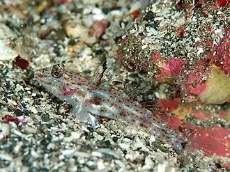 Fusigobius duospilus