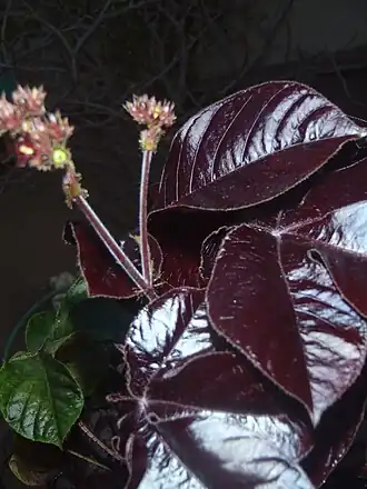 Jatropha gossypiifolia