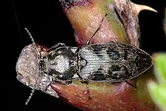 Prosternon tessellatum