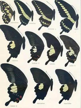 Papilio iswaroides