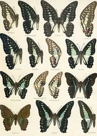 Graphium procles