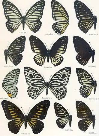 Graphium stratocles
