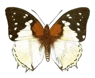 Charaxes hadrianus