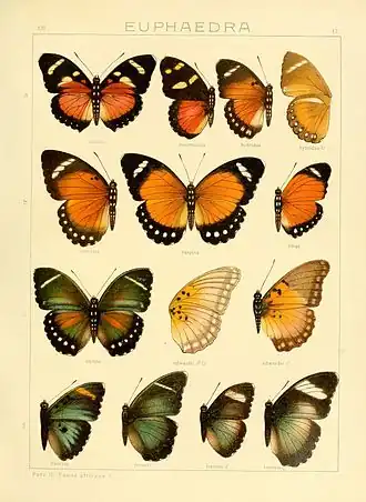 Euphaedra eusemoides