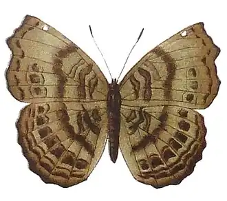 Ariadne pagenstecheri