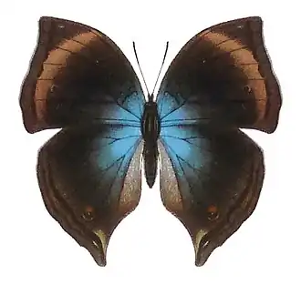 Junonia cymodoce